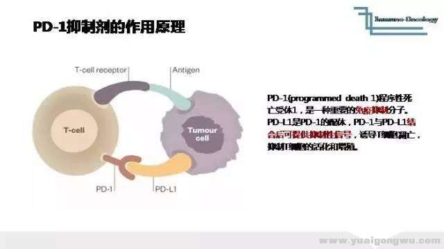 PD-1结合抑制原理